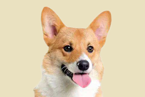 柯基毛不亮怎么辦