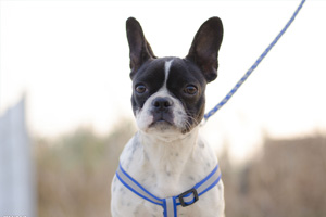 法斗不愛吃狗糧怎么辦