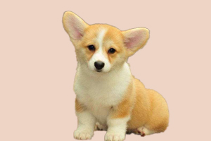 為什么柯基要剪尾巴