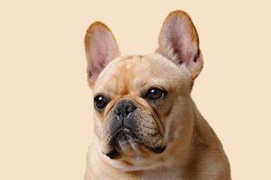 法斗毛色變黃怎么回事