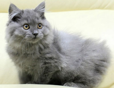 英國(guó)長(zhǎng)毛貓