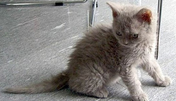 塞爾凱克卷毛貓