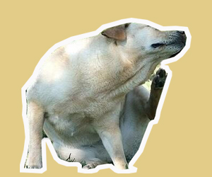 狗身上的吸血蟲怎么處理