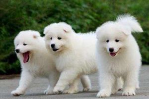 薩摩耶很調皮怎么辦