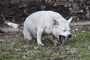 細(xì)小試紙使用方法