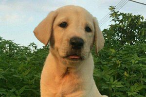 拉布拉多什么時候訓(xùn)練