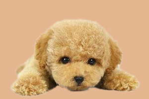 泰迪什么時候打預(yù)防針