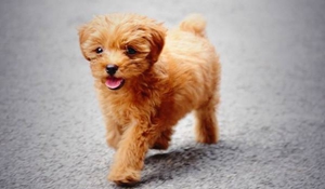 寵物狗皮膚病種類(lèi)有哪些