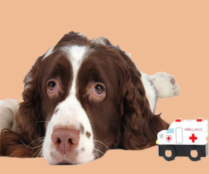 細(xì)小病毒癥狀有哪些