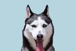 哈士奇生產(chǎn)注意事項有哪些