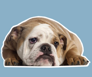 犬蠕形螨病怎么治療