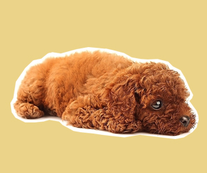 犬瘟熱初期癥狀有哪些