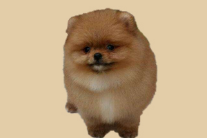 博美很喜歡叫怎么辦