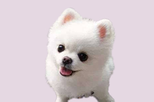 小博美怎么培養(yǎng)上廁所