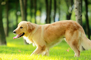 金毛發(fā)情什么時候交配