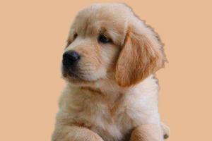 小金毛什么時候發(fā)情