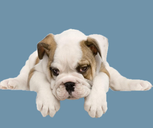 小狗拉稀嘔吐怎么辦