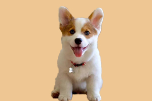 柯基犬什么時(shí)候來(lái)月經(jīng)