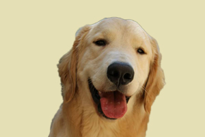 金毛什么時候絕育