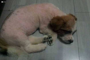 如何去除狗虱子