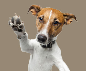 被狗抓傷怎么辦