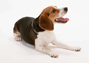 被狗狗咬了沒(méi)出血怎么辦