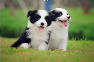 邊牧怎樣辨別好壞