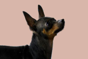 小鹿犬怎么看純不純