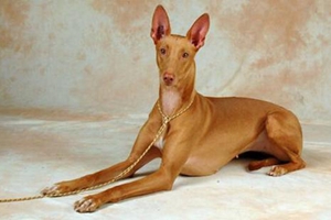 如何飼養(yǎng)法老王獵犬幼犬