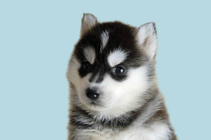 哈士奇什么時候換胎毛