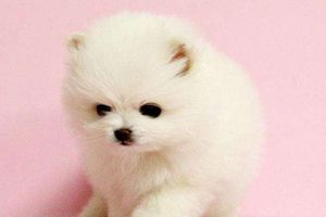 博美很臭怎么辦