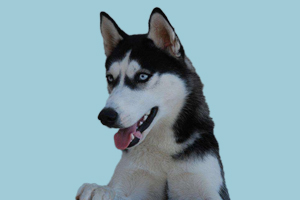 哈士奇什么時候成年