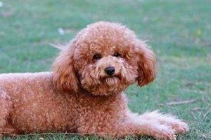 泰迪什么時間斷尾