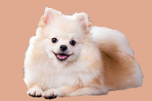 博美太粘人怎么辦