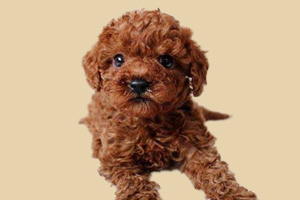 泰迪淚痕重是什么原因