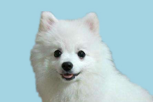 博美毛發(fā)黃是什么原因