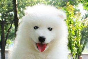 薩摩耶太活潑怎么辦