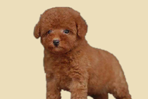 泰迪什么時候掉毛