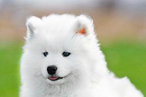 薩摩耶身上臭怎么辦