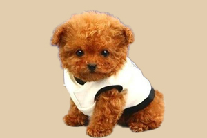 泰迪什么時候退胎毛