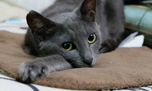 俄羅斯藍(lán)貓沒奶怎么辦 俄羅斯藍(lán)貓催乳方法