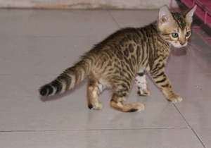 豹貓產(chǎn)后出血怎么辦 豹貓產(chǎn)后出血治療方法