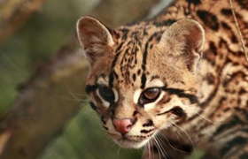 豹貓得了腸胃炎怎么辦 腸胃炎食療藥物治療