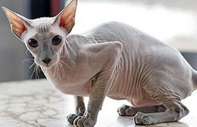 彼得禿貓營養(yǎng)性腹水怎么治療 營養(yǎng)性腹水治療方法