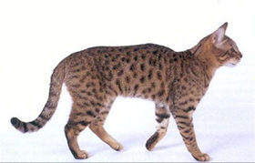 加州閃亮貓脫肛怎么治療 脫肛治療方法