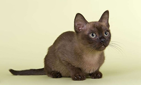 歐洲緬甸貓皮霉菌病怎么治療 皮霉菌病治療方法