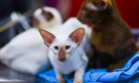 彼得禿貓牙齦出血怎么辦 牙齦出血解決辦法