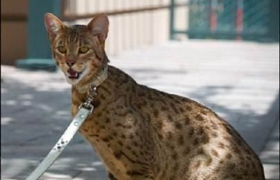 阿舍拉貓為什么會痙攣 阿舍拉貓痙攣原因