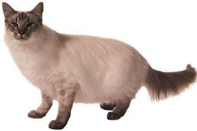 爪哇貓感冒發(fā)燒怎么辦 爪哇貓感冒發(fā)燒解決辦法