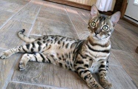 阿舍拉貓口腔潰瘍?cè)趺粗委?阿舍拉貓口腔潰瘍治療方法